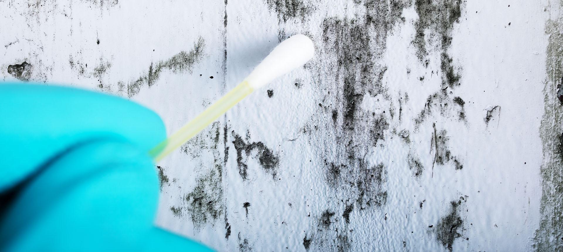 Black Mold, Mold Inspection, Mold Assessment in Fort Myers, Tampa, Naples